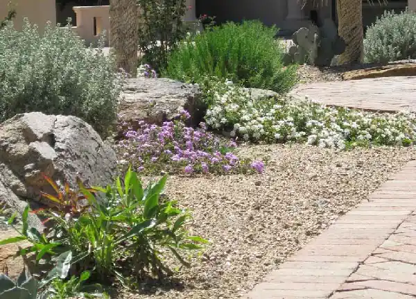 Monsoon-proof landscape design in Tucson