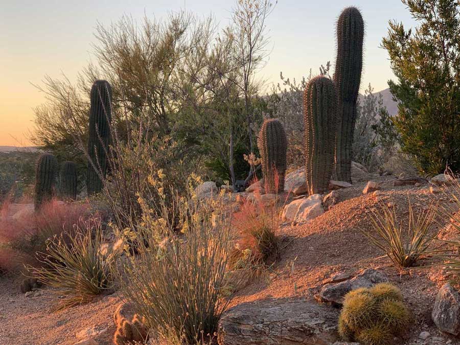 Landscaping design inspired in Southwest landscapes by Landscape Design West